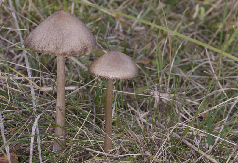 Entoloma tibiicystidiatum